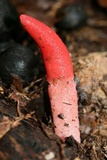 Mutinus elegans image