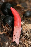 Mutinus elegans image