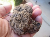 Scleroderma polyrhizum image