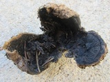 Scleroderma polyrhizum image