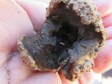 Scleroderma polyrhizum image