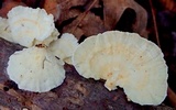 Poronidulus conchifer image