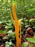 Clavulinopsis fusiformis image