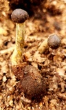 Tolypocladium capitatum image