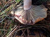 Lactarius rubrilacteus image