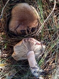 Lactarius rubrilacteus image