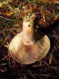 Lactarius rubrilacteus image