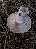 Lactarius rubrilacteus image