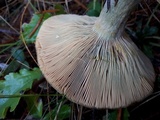 Lactarius rubrilacteus image