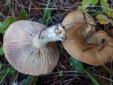 Lactarius rubrilacteus image
