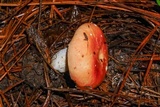 Russula xerampelina var. barlae image