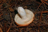 Russula xerampelina image