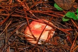 Russula xerampelina image