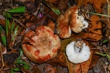 Russula pectinatoides image