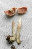 Agaricus vinosobrunneofumidus image