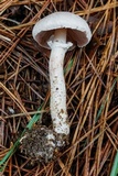 Agaricus vinosobrunneofumidus image