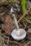 Agaricus vinosobrunneofumidus image