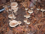 Clitocybe fragrans image