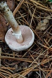 Agaricus vinosobrunneofumidus image