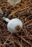 Agaricus vinosobrunneofumidus image