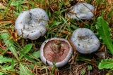 Lactarius paradoxus image