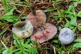 Lactarius paradoxus image