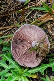 Lactarius paradoxus image