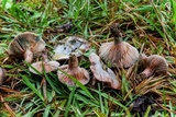 Lactarius paradoxus image