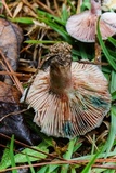 Lactarius paradoxus image