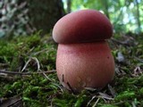 Boletus sensibilis image