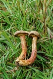 Boletus patrioticus image