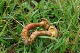 Boletus patrioticus image