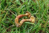 Boletus patrioticus image