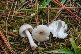 Amanita farinosa image