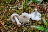 Amanita farinosa image