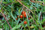 Hygrocybe psittacina var. perplexa image