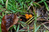 Hygrocybe psittacina var. perplexa image