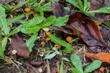 Hygrocybe psittacina var. perplexa image