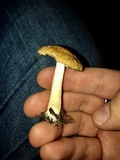 Psathyrella delineata image