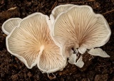 Crepidotus nephrodes image