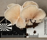 Crepidotus nephrodes image