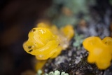 Naematelia aurantia image