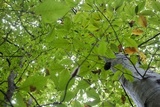 Scorias spongiosa image