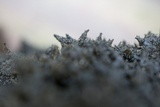 Scorias spongiosa image