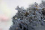 Scorias spongiosa image