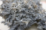Scorias spongiosa image