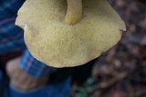 Suillus hirtellus image
