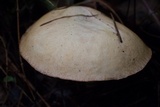 Suillus hirtellus image