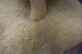 Suillus hirtellus image