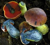 Boletus subluridellus image
